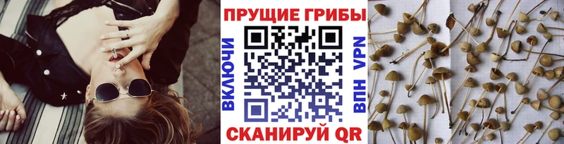 Галлюциногенные грибы ЛСД  Бикин 